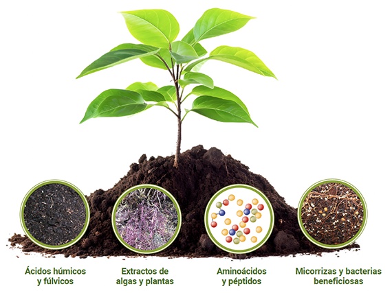 Bioestimulantes en pos de un cultivo más sostenible